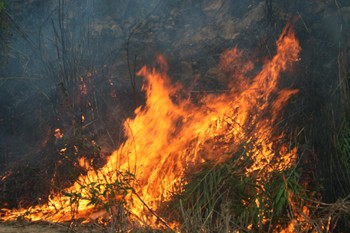 Forest flames spreading rapidly in Hoa Vang District of Da Nang City on July 9 (Photo: Lao Dong)